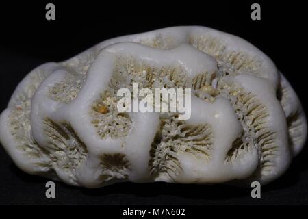 Brain Coral Makro Foto, gewaschen, gefunden auf einer kubanischen Strand. März, 2018. Stockfoto