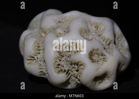 Brain Coral Makro Foto, gewaschen, gefunden auf einer kubanischen Strand. März, 2018. Stockfoto