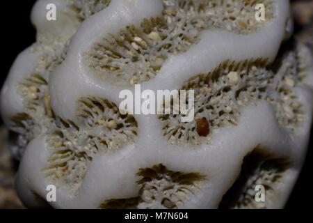 Brain Coral Makro Foto, gewaschen, gefunden auf einer kubanischen Strand. März, 2018. Stockfoto