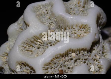 Brain Coral Makro Foto, gewaschen, gefunden auf einer kubanischen Strand. März, 2018. Stockfoto