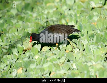 (Common Gallinule Gallinula galeata) auf der Suche nach Nahrung unter Wasser-hyazinthe, der Lago de Chapala, Jocotopec, Jalisco, Mexiko Stockfoto