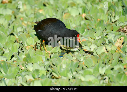 (Common Gallinule Gallinula galeata) auf der Suche nach Nahrung unter Wasser-hyazinthe, der Lago de Chapala, Jocotopec, Jalisco, Mexiko Stockfoto