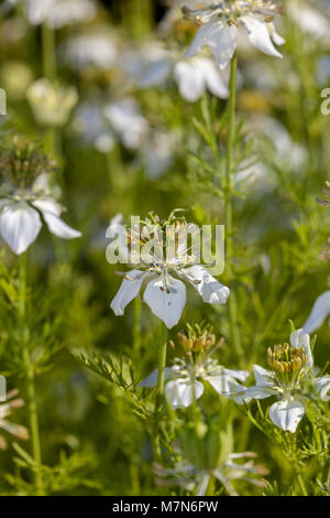 Fenchel Blume, Svartkummin (Nigella sativa) Stockfoto