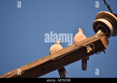 Zwei Tauben auf einem Laternenpfahl Stockfoto