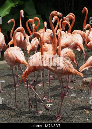 Flamingo Partei Stockfoto