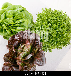 Drei Arten von Salat Stockfoto