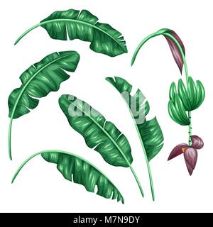Eingestellt von stilisierten Bananenblättern. Dekorative Bild mit tropischen Pflanzen, Blumen und Früchten. Objekte zur Dekoration, Design auf Werbung, Broschüren, Banner, flayers Stock Vektor