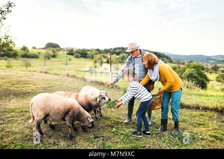 Senior Paar mit Enkelin Fütterung Schafe auf der Farm. Stockfoto