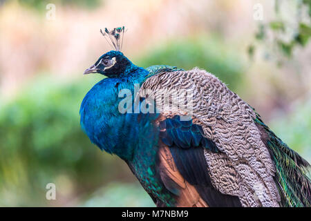 Indische Pfau (Pavo cristatus) portrait Sammlung Stockfoto