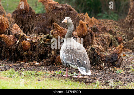 Graugans (Anser anser) abgebildet die Nahrungssuche und das Putzen auf dem Boden gegen Marschland Hintergrund. Stockfoto