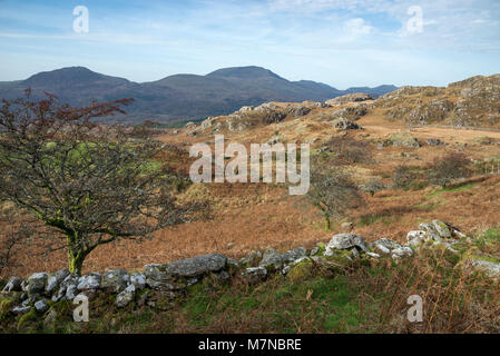 Landschaft Herbst Farbe im Snowdonia National Park, Croesor, North Wales. Stockfoto