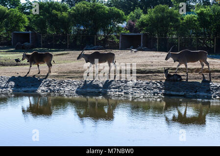 Drei gemeinsame Elenantilope (taurotragus Oryx) zu Fuß vorbei an einem Wasserloch in Bloemfontein zoo Stockfoto