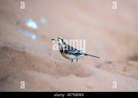 Pied Bachstelze (Motacilla alba) am Strand portrait Sammlung Stockfoto