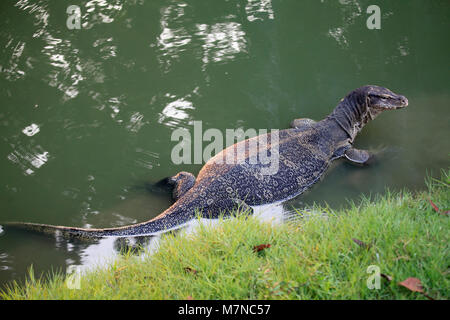 Thailand, Bangkok, Lumphini Park, Wasser Waran, varanus Salvator, Stockfoto