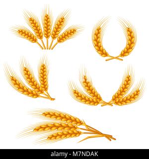 Design Elemente mit Weizen. Landwirtschaftliche Bild natürliche Golden Ears von Gerste oder Roggen. Objekte, die für die Dekoration Brot Verpackung, Bier Etiketten Stock Vektor