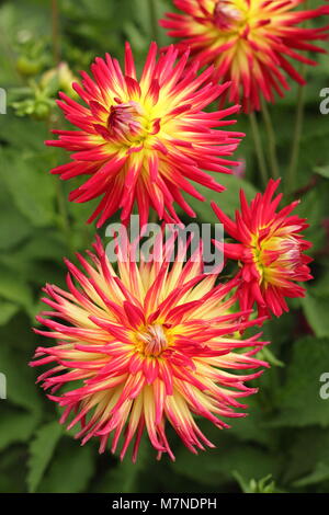 Dahlie 'Weston Spanische Tänzerin' in Blüte im späten August, Großbritannien Stockfoto