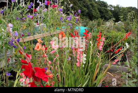 Blumen für das Schneiden. Zuckererbsen (Lathyrus Odoratus), ausgebildet Zuckerrohr unterstützt und Gladiolen, blühende Blumen auf einem schrebergarten im Spätsommer UK Stockfoto