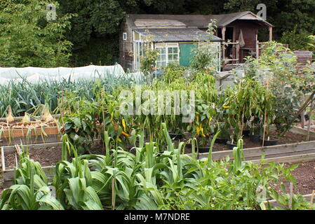 Zuteilung. Angehobenen Betten mit Lauch, Zuckermais, Zwiebeln und vieles mehr in einem Sommer Zuteilung (August), Rotherham, S. Yorks, Großbritannien Stockfoto