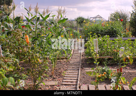 Eine produktive Schrebergarten mit Mais, Tomaten, Blumenbeeten, Bohnen und mehr, im Spätsommer, Yorkshire, Großbritannien Stockfoto