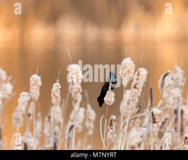 Eine gemeinsame Grackle spielen auf Cattails bei Sonnenuntergang Stockfoto