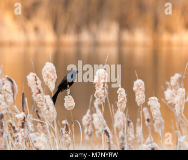 Eine gemeinsame Grackle spielen auf Cattails bei Sonnenuntergang Stockfoto