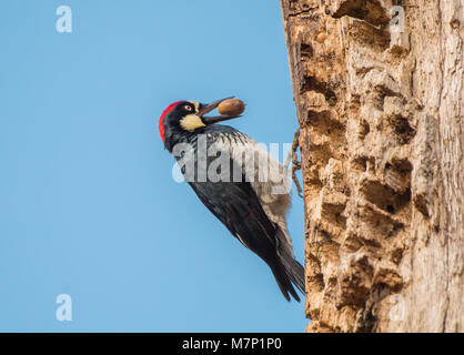 Acorn Specht (Melanerpes formicivorus) auf einem getreidespeicher Baum gegen den blauen Himmel, mit Acorn in ihrem Schnabel. Stockfoto