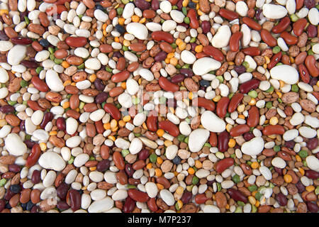 Flache Ansicht von oben 15 Bohnen Sorten für die Bohne Salat oder Suppe Stockfoto