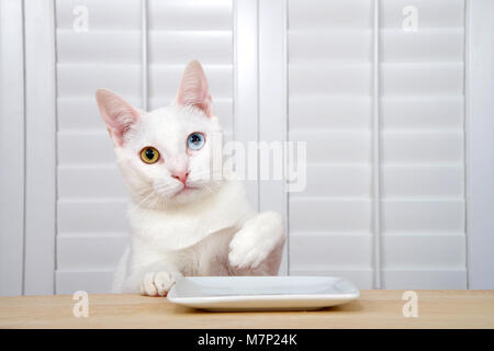 Kleine weiße Katze mit Heterochromia, oder odd-eyed eine gelbe und eine blaue an einem Holztisch sitzen mit einem quadratischen weißen Teller direkt auf Viewer. der einen Pfote Stockfoto