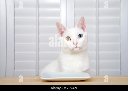 Kleine weiße Katze mit Heterochromia, oder odd-eyed eine gelbe und eine blaue an einem Holztisch sitzen mit einem quadratischen weißen Teller direkt auf Viewer. Stockfoto