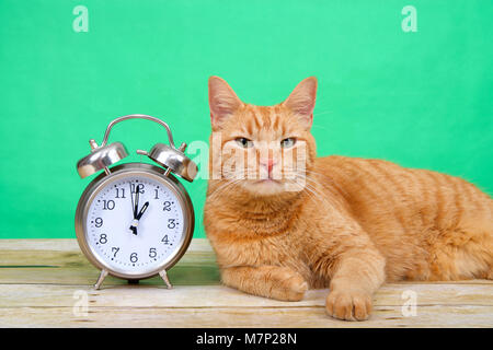 Orange ginger tabby Katze auf einem Holztisch auf Viewer suchen, grüner Hintergrund neben einem altmodischen Wecker auf 1 Uhr. Tageslicht Stockfoto