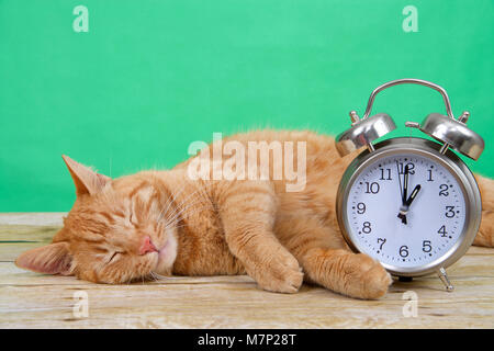 Orange ginger tabby Katze schlafen auf einem Holztisch, grüner Hintergrund neben einem altmodischen Wecker auf 1 Uhr. Die Sommerzeit. Feder Stockfoto