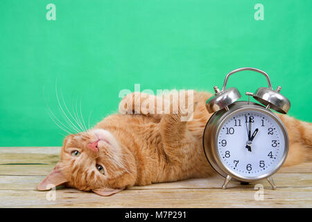Orange ginger tabby Katze auf dem Holz Tisch auf den Kopf über die Pfoten in die Luft, grün Hintergrund neben einem altmodischen Wecker auf 1 Uhr. Stockfoto