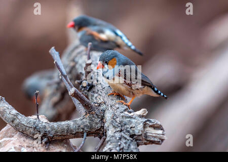 Australischen Edelsteine - Zebra Finch (Taeniopygia guttata) portrait Sammlung Stockfoto