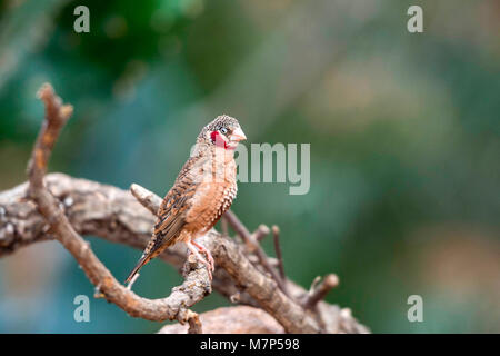 Australischen Edelsteine - Zebra Finch (Taeniopygia guttata) portrait Sammlung Stockfoto