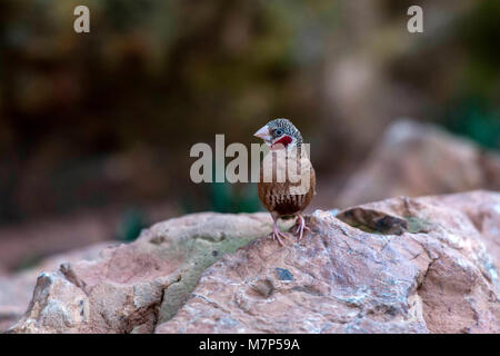 Australischen Edelsteine - Zebra Finch (Taeniopygia guttata) portrait Sammlung Stockfoto