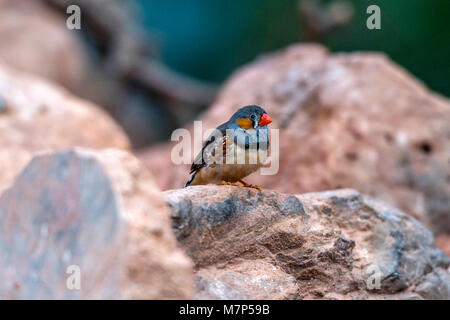 Australischen Edelsteine - Zebra Finch (Taeniopygia guttata) portrait Sammlung Stockfoto