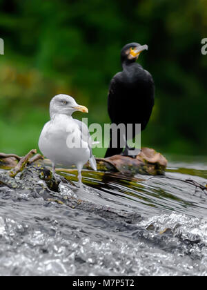 Kormoran (Phalacrocoracidea) und Möwe riverside Portrait. Stockfoto