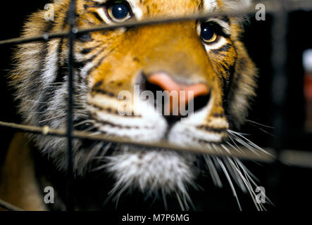 Tiger gefangen in einem Zirkus Großbritannien der 80er Jahre. Wildes Tier in einen Käfig Gerry Cottle Circus 80 s England ausgebildet. HOMER SYKES Stockfoto