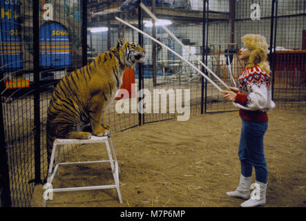 Caged Wild Animal Zoo in Großbritannien. 80er Jahre. Tiger training Gerry Cottles Zirkus. London England 80s HOMER SYKES Stockfoto