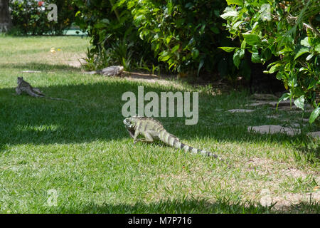 Leguan im Garten - Praia dos Carneiros, Pernambuco, Brasilien Stockfoto