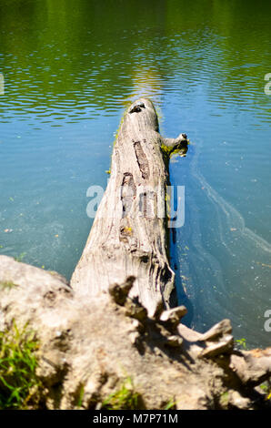 Toter Baum Äste und Stämme in den See oder Fluss Stockfoto
