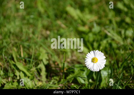 White Daisy mit gelben Herz im grünen Gras Garten, Park Stockfoto