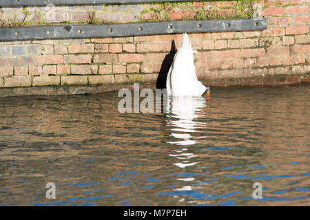 Höckerschwan verstecken begraben unter Wasser wie der Vogel Strauß den Kopf in den Sand, Stockfoto