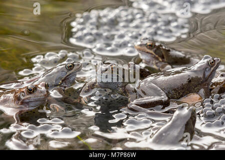 Commons Frösche Paarung in einem Garten Teich produziert Frog spawn Stockfoto