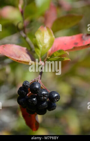 Schwarz, aronias chockeberries, Beeren auf einem Busch mit grünen und roten Blätter Stockfoto