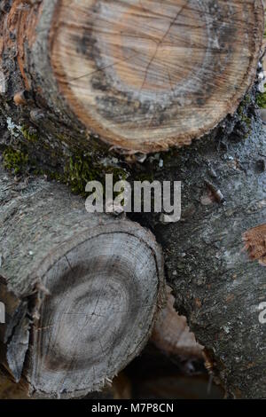 Rundholz Stammholz im Stapel Stockfoto