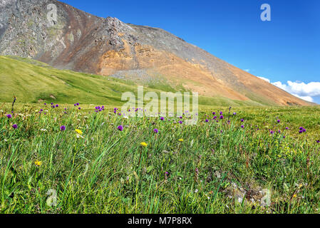 Lila Wildblumen Allium schoenoprasum auf einem hellen grünen Almwiese vor dem Hintergrund der Berge und ein blauer Himmel mit Wolken Stockfoto