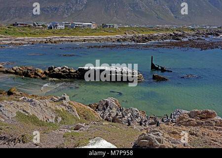 Stony Point Nature Reserve in Betty's Bay in der Overberg, das ist die Heimat einer Kolonie afrikanischer Pinguine (Spheniscus demersus). Stockfoto