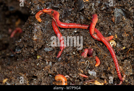 Regenwürmer kriechen in Kompost Stockfoto
