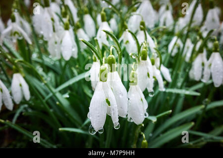 Ein Spray von Schnee fällt im Regen bedeckt. Die wassertropfen als objektiv die Blätter hinter sich. Stockfoto